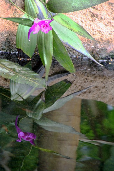 flower rainforest6652