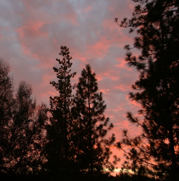Sunset trees_3070