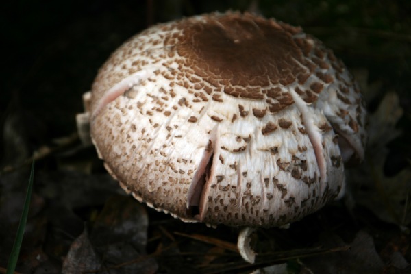 mushroom 9861
