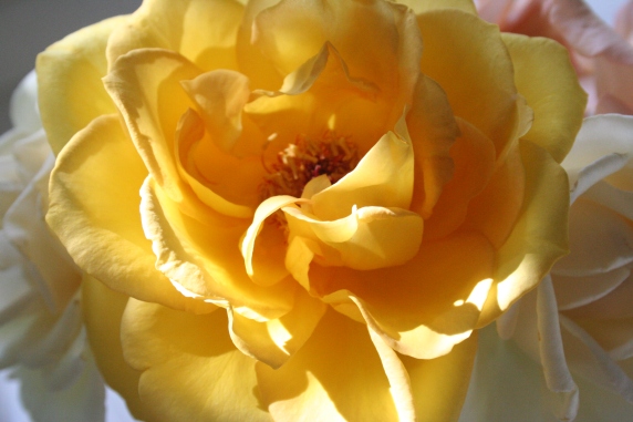 Yellowsummer rose