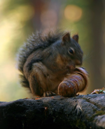 Sequoia Squirrel_8902
